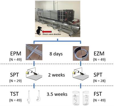 Limbic Responses Following Shock Wave Exposure in Male and Female Mice